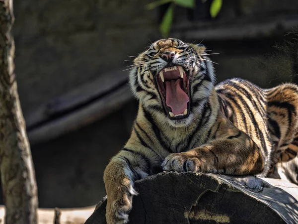 Sumatran Tiger, Panthera tigris sumatrae, lies and observes the surroundings — Stock Photo, Image