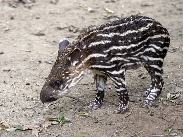 Tapir muda Amerika Selatan, Tapirus terrestris terlihat — Stok Foto
