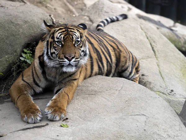 Tigre de Sumatra, Panthera tigris sumatrae, miente y observa los alrededores —  Fotos de Stock