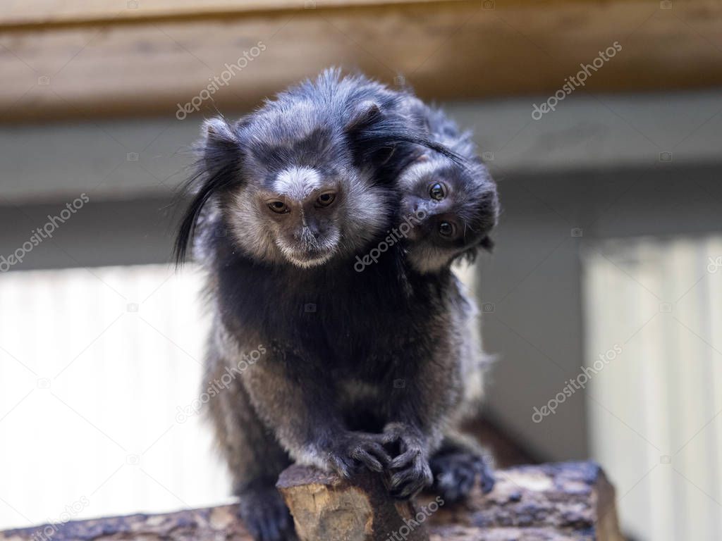 Black-tufted marmoset, Callithrix penicillata, with baby on back