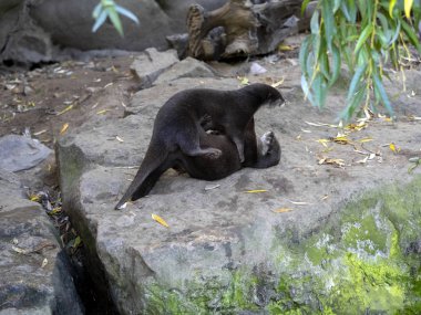 Cinsel oyunlar Oryantal küçük pençeli su samuru, Amblonyx cinerea