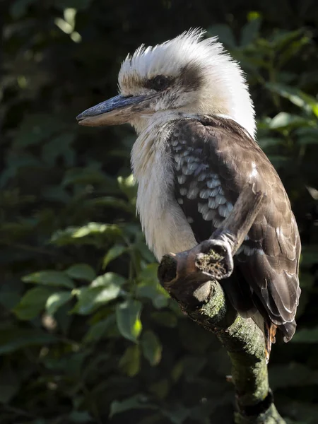 青い翼を持つクーカブラ、ダセロ・リーチイは、騒々しいオーストラリアの鳥です — ストック写真