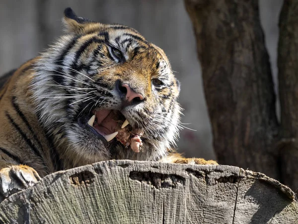 Kis tigris, Szumátrai tigris (Panthera tigris-sumatrae), — Stock Fotó