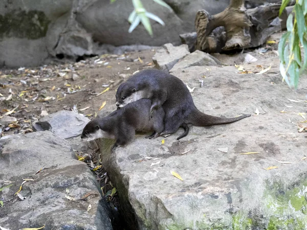 Permainan seksual Otter bercakar kecil Oriental, Amblonyx cinerea — Stok Foto