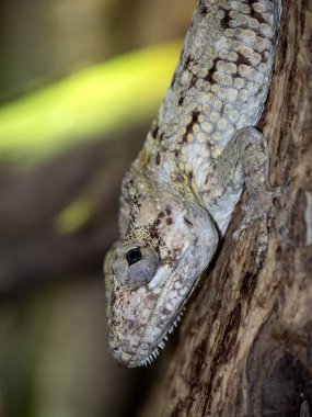 Oriente sakallı anole, Anolis Porcus, mükemmel bir koruyucu renge sahip, akıcı ve çevreleyici
