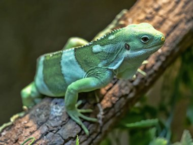 Fiji kuşaklı iguana, Brachylophus fasciatus, sadece Fiji 'de yaşar.