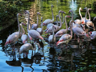 Bir grup gül flamingo, Phoenicopterus gülü, sabahları sığ sularda yüzerler.