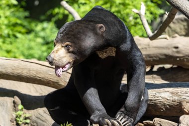 Malezya güneşi ayı, Helarctos malayanus, kalpler yerde ve dilini dışarı çıkarıyor.