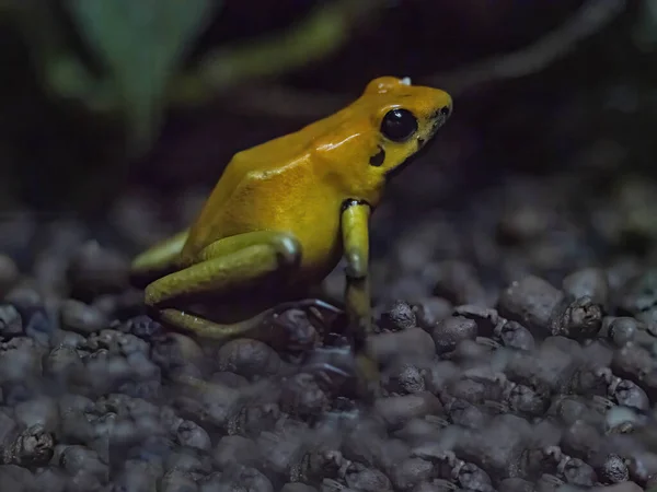 포이즌 개구리 Golden Poison Frog 남아메리카에서 개구리중 — 스톡 사진