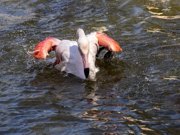 Eine Gruppe Rosafarbener Flamingos Phoenicopterus Roseus Badet Morgens Flachen Wasser — Stockfoto