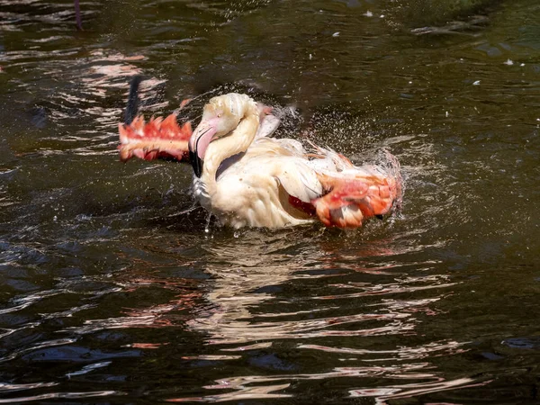 Grupo Flamingos Orvalho Phoenicopterus Roseus Banhando Águas Rasas Pela Manhã — Fotografia de Stock