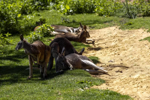 Grupo Canguro Rojo Reposo Macropus Rufus Descansando Sobre Hierba — Foto de Stock