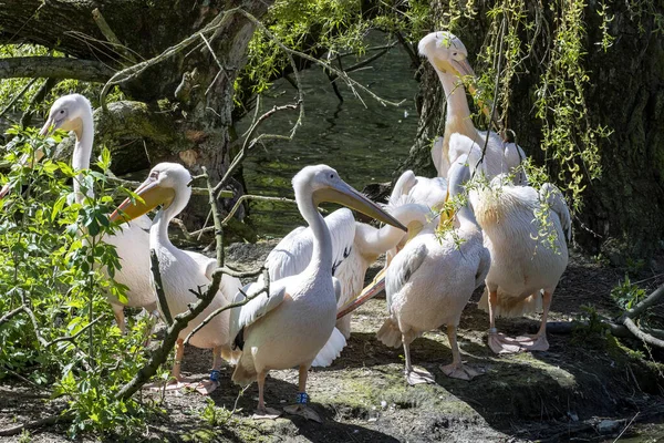 Great White Pelican Pelecanus Onocrotalus Nests Its Feathers Branches — Stock Photo, Image