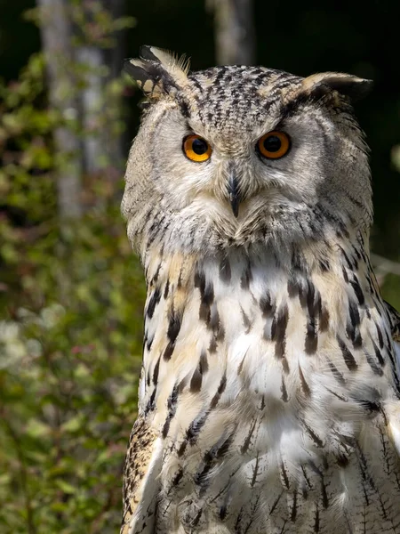 Bubo Bubo鹰猫头鹰美丽的橙色眼睛凝视着四周 — 图库照片