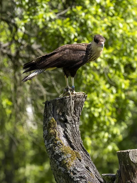 Caracara Crestata Caracara Plancus Siede Albero Guarda Intorno Con Attenzione — Foto Stock