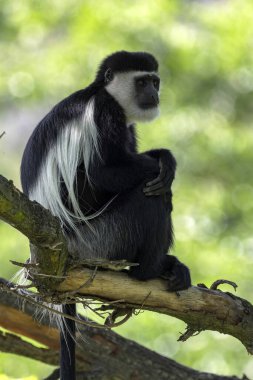 Guereza Colobus, Colobus Guereza, uzun beyaz kuyruklu bir ağacın üzerinde oturuyor.