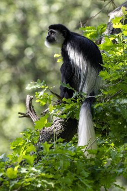 Guereza Colobus, Colobus Guereza, uzun beyaz kuyruklu bir ağacın üzerinde oturuyor.