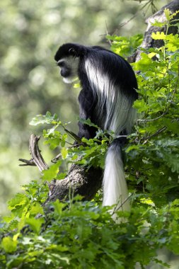Guereza Colobus, Colobus Guereza, uzun beyaz kuyruklu bir ağacın üzerinde oturuyor.