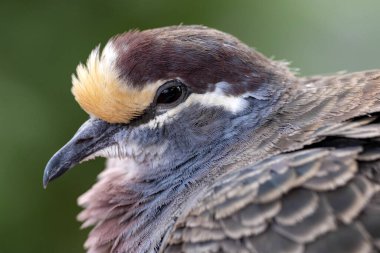 İlginç bir Gallicolumba rufilasının portresi, Tarçın Zemin Güvercini, bir dalda oturuyor.