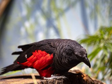 Pesquet's Parrot, Psittrichas fulgidus, black colored parrot with a striking red spot clipart