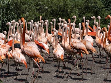 Büyük bir flamingo sürüsü renklerle dolup taşıyor, kırmızı baskın.