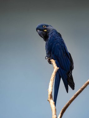 Hyacinth Macaw, Anodorhynchus sümbül, büyük bir papağan, güzel metalik mavi tüyleriyle göze çarpar.