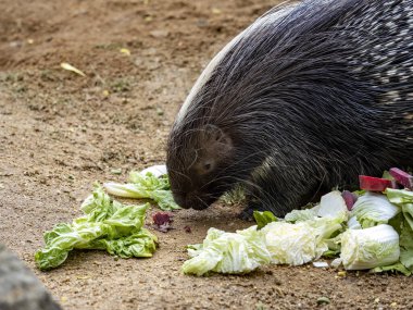 Cape kirpi, Hystrix africaeaustralis, yerde sebze yiyen otçul bir hayvandır.