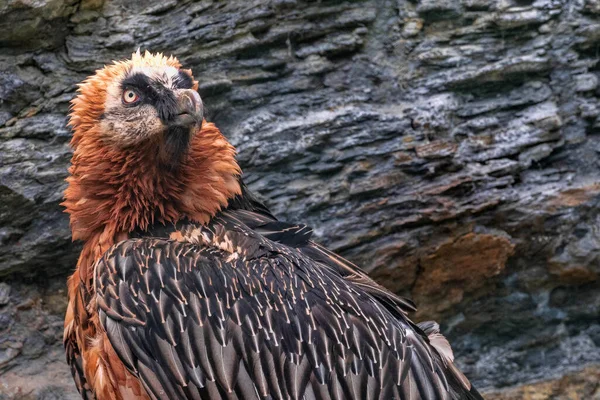 Sakallı Akbaba, Gypaetus Barbatus, bir kayanın üzerinde oturur ve çevreyi gözlemler.