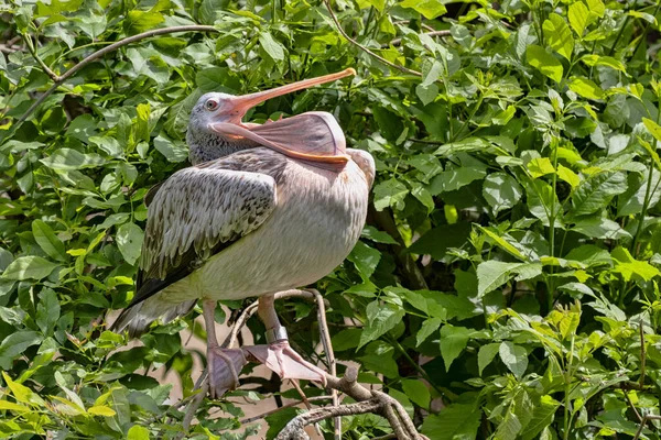 Далматинский Пеликан Pelecanus Crispus Покоится Высоко Ветвях Наблюдает Окружающей Средой — стоковое фото