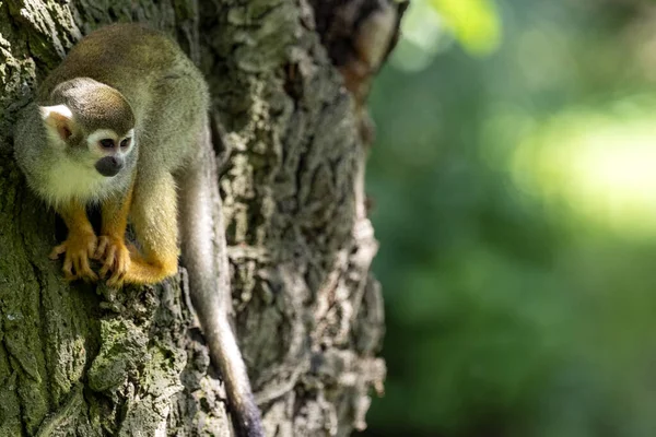 Das Eichhörnchen Äffchen Saimiri Sciureus Ist Sehr Aktiv Und Sucht — Stockfoto