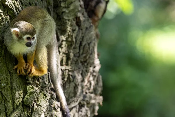 Mono Ardilla Común Saimiri Sciureus Muy Activo Buscando Comida Árbol — Foto de Stock