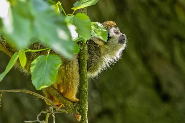 Singe Écureuil Commun Saimiri Sciureus Est Très Actif Recherche Nourriture — Photo