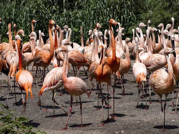 Grand Troupeau Flamants Roses Éclate Couleurs Rouge Prédomine — Photo