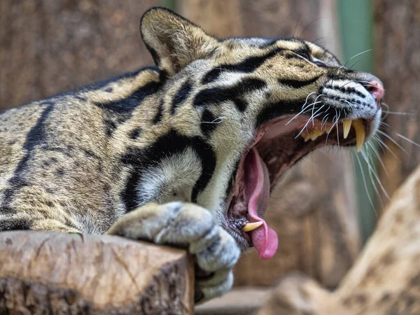 Clouded Leopard Neofelis Nebulosa Stays Mainly Trees Hunts Birds Smaller — Stock Photo, Image