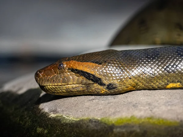 Retrato Maior Cobra Anaconda Verde Eunectes Murinus — Fotografia de Stock