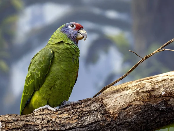 Red tailed Amazon, Amazona brasiliensis, has a beautiful red-blue coloration on the head