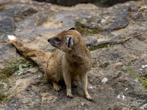 Gul Mungo Cynictis Penicillata Ljus Best Sitter Platt Klippa Och — Stockfoto