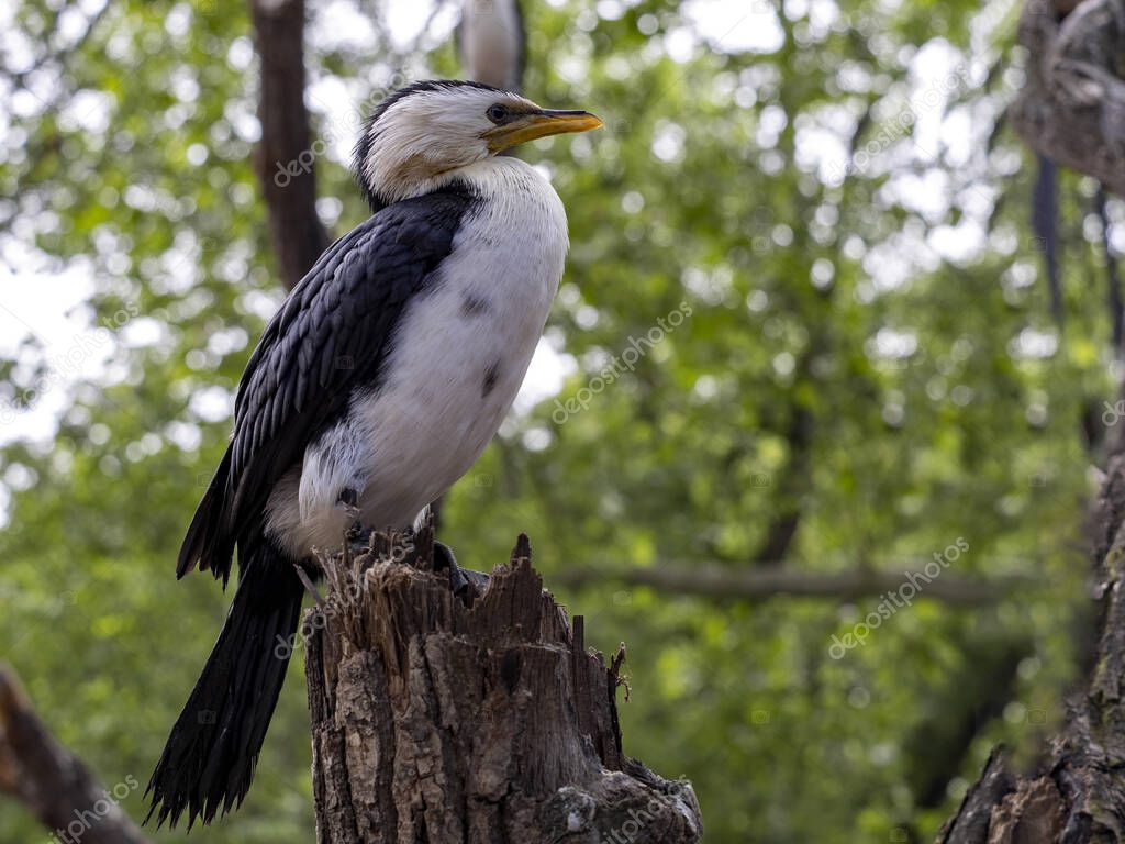 jirousek.zoo-foto.cz