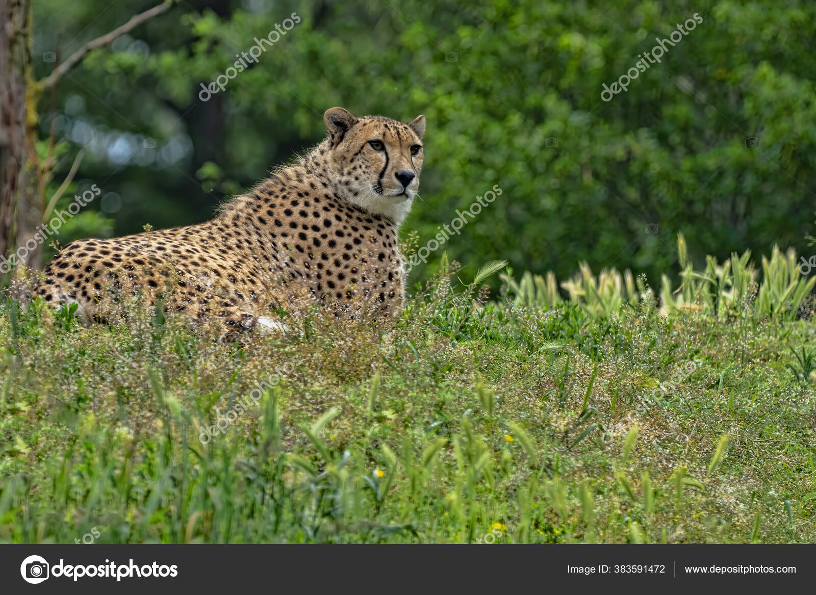 Cheetah Acinonyx Jubatus Adalah Pelari Cepat Berbaring Bukit Tinggi Dan Stok Foto C Jirousek Zoo Foto Cz 383591472