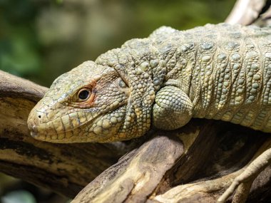 Kayman Kertenkele, Dracena guianensis, çoğunlukla su salyangozlarıyla beslenen bir gıda uzmanı.