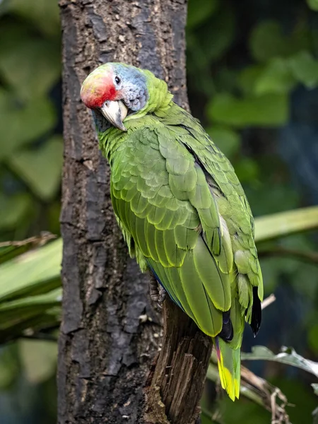 Amazona brasiliensis, Red tailed Amazon, has a beautiful red-blue coloration on the head