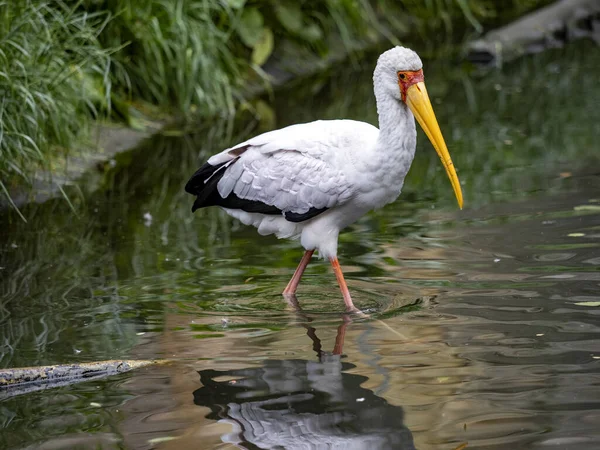 Gulnäbbad Stork Mykteria Ibis Bor Koloni Och Letar Efter Mat — Stockfoto