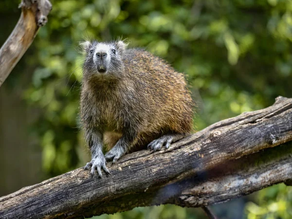 Desmarest Hutia Capromys Pilorides Alimenta Alimentos Vegetales Mantiene Principalmente Los — Foto de Stock