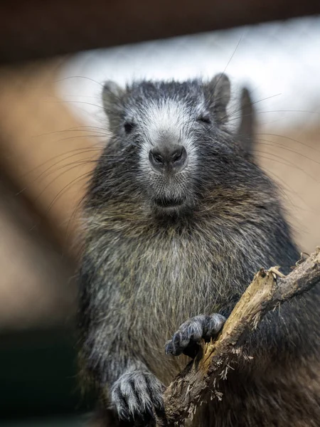 Desmarest Hutia Capromys Pilorides Feed Pada Tanaman Makanan Tinggal Terutama — Stok Foto