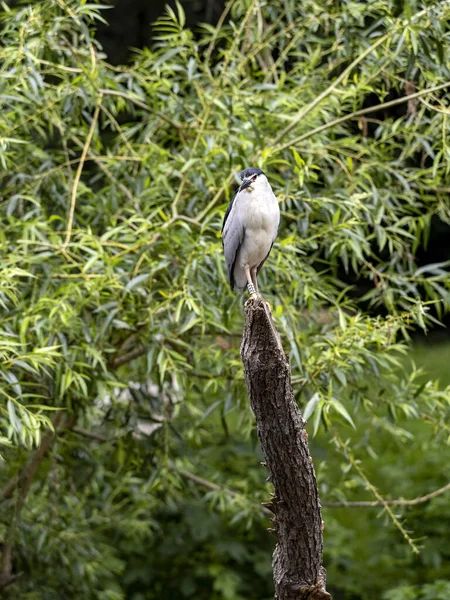 Μαύρο Στεφάνι Νύχτα Ήρων Nycticorax Nycticorax Είναι Ένα Πουλί Νυχτερινή — Φωτογραφία Αρχείου