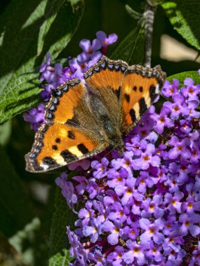 Güzel bir kelebeği içine çeken büyük kırmızı bir kızıllık.