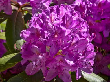 Yapraklardan oluşan yeşil bir arka planda güzel mor çiçekler seli