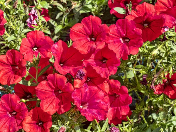 Eine Reihe Schöner Roter Blumen Sticht Einem Strauch Hervor — Stockfoto