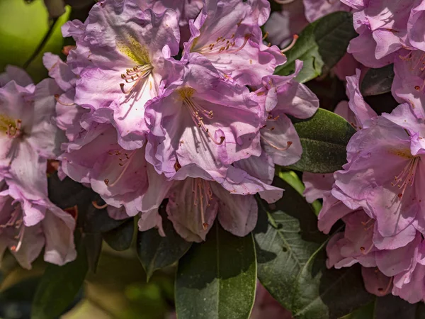 Beautiful Frangipani Sprinkled Purple Red Flowers — Stock Photo, Image