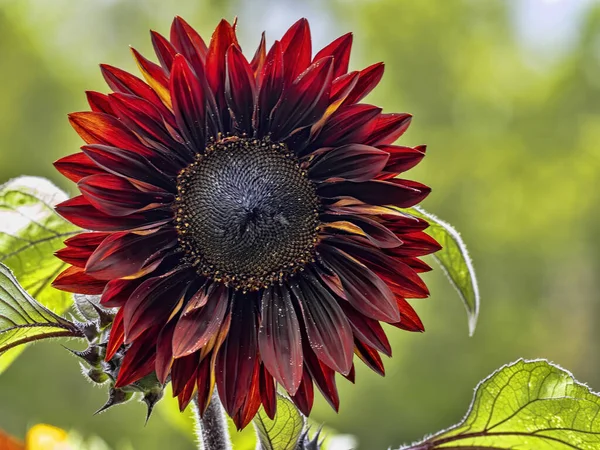 The large hybrid red sunflower flower is unusual